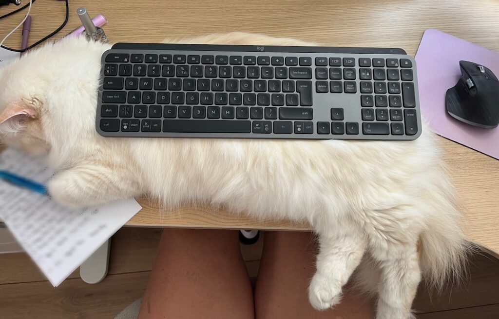 Egy macska fekszik a home office íróasztalon, rajta a billentyűzet